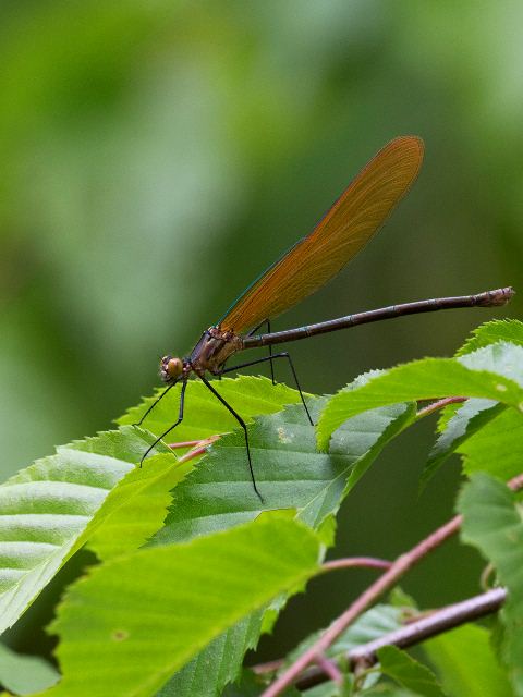 Appalachian Jewelwing, Yadkin River, Caldwell County